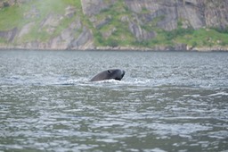 Reinefjorden vom Boot aus