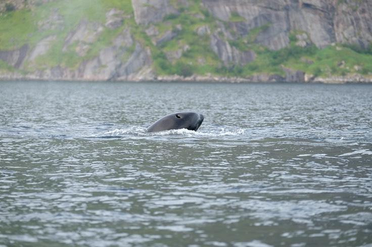 Reinefjorden vom Boot aus
