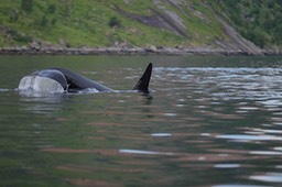 Orca Reinefjord