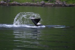 Reinefjorden vom Boot aus