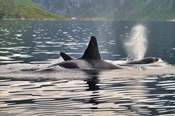 Reinefjorden vom Boot aus