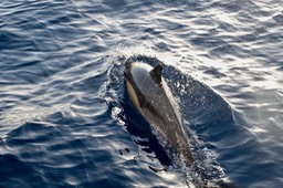 DSCF8112.jpg