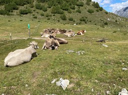 IMG_6301-squashed.jpeg