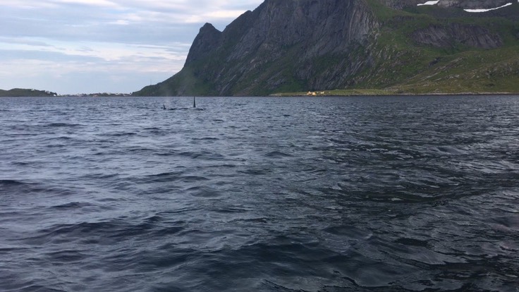 orca-reinefjord
